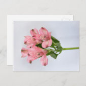 Carte Postale Fleurs d'Alstroemeria (Devant / Derrière)