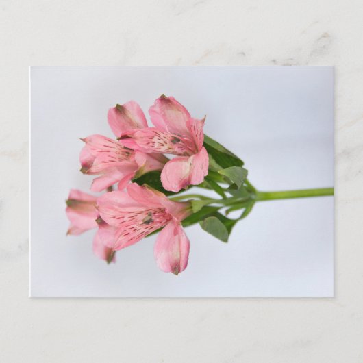 Carte Postale Fleurs d'Alstroemeria (Devant)