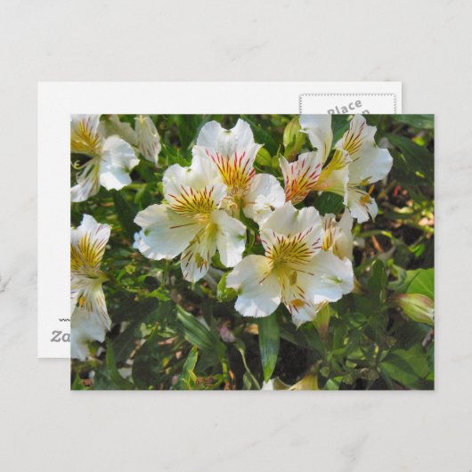 Carte Postale Fleurs d'Alstroemeria (Devant / Derrière)