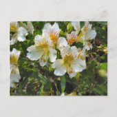 Carte Postale Fleurs d'Alstroemeria (Devant)