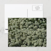 Carte Postale Fleurs d'Alysson odorant blanches (Devant / Derrière)