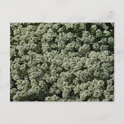 Carte Postale Fleurs d'Alyssum doux Floral blanc (Devant)