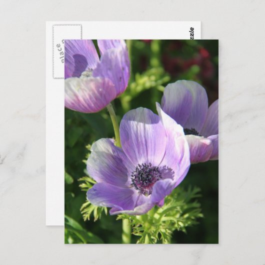 Carte postale Fleurs d'anémones violettes (Devant / Derrière)