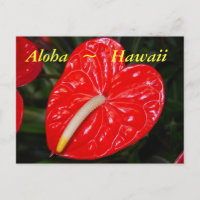 Fleurs d'anthurium rouge hawaïen