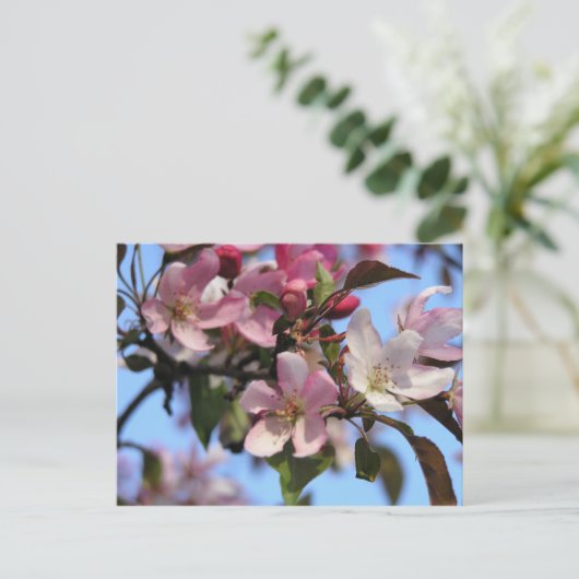 Carte Postale Fleurs d'Apple (Debout devant)