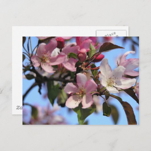 Carte Postale Fleurs d'Apple (Devant / Derrière)