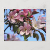 Carte Postale Fleurs d'Apple (Devant)
