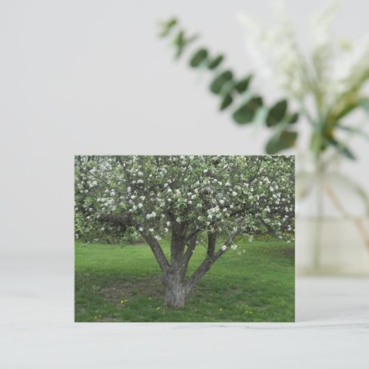 Carte Postale Fleurs d'Apple (Debout devant)