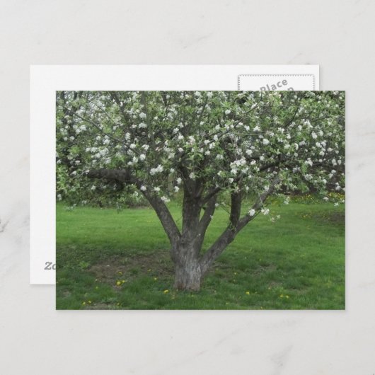 Carte Postale Fleurs d'Apple (Devant / Derrière)