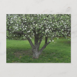 Carte Postale Fleurs d'Apple