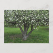 Carte Postale Fleurs d'Apple (Devant)