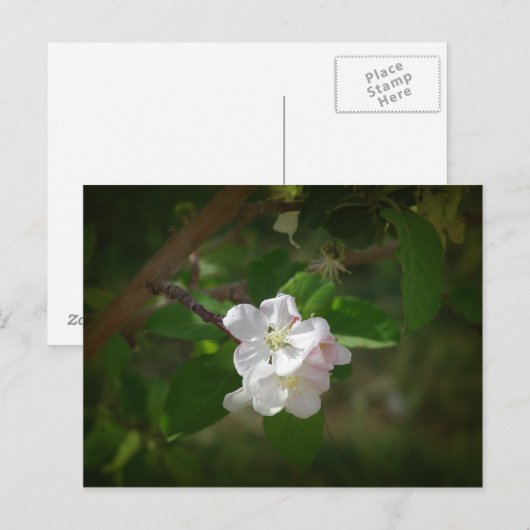 Carte Postale Fleurs d'Apple (Devant / Derrière)