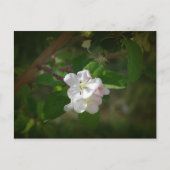 Carte Postale Fleurs d'Apple (Devant)