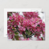 Carte Postale Fleurs d'Apple (Devant / Derrière)