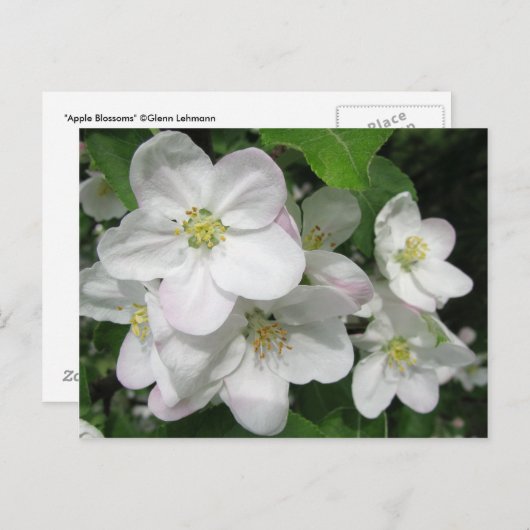 Carte Postale Fleurs d'Apple (Devant / Derrière)