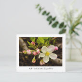 Carte Postale Fleurs d'Apple - Malus domestica 'Dayton' (Debout devant)