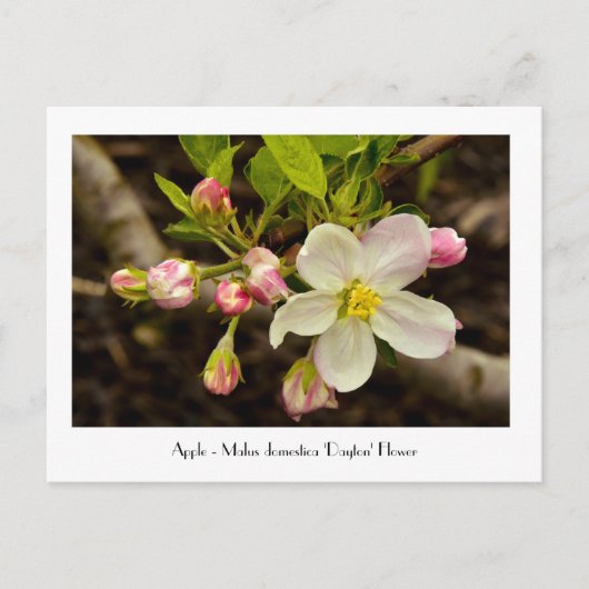 Carte Postale Fleurs d'Apple - Malus domestica 'Dayton' (Devant)