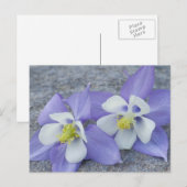 Carte Postale Fleurs d'Aquilegia (Devant / Derrière)