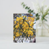 Carte Postale Fleurs d'arbre de mimosa australien jaune 2 (Debout devant)