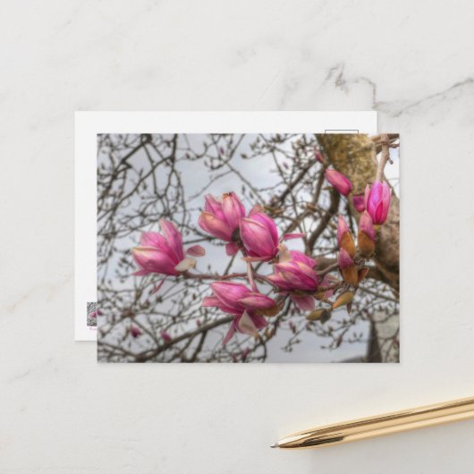Carte Postale Fleurs d'arbre de tulipe (Devant/Arrière en situation)