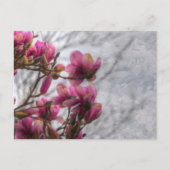 Carte postale Fleurs d'arbre de tulipe (Devant)