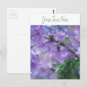 Carte Postale Fleurs d'arbre pourpres Jacaranda (Devant / Derrière)