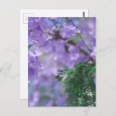 Carte Postale Fleurs d'arbre pourpres Jacaranda (Devant / Derrière)