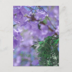Carte Postale Fleurs d'arbre pourpres Jacaranda