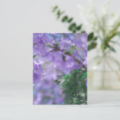 Carte Postale Fleurs d'arbre pourpres Jacaranda (Debout devant)