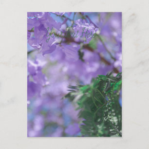 Carte Postale Fleurs d'arbre pourpres Jacaranda