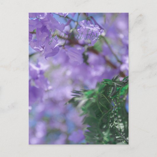 Carte Postale Fleurs d'arbre pourpres Jacaranda (Devant)