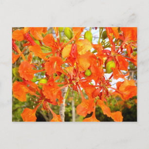 Carte Postale Fleurs d'arbres flamboyens (CloseUp)