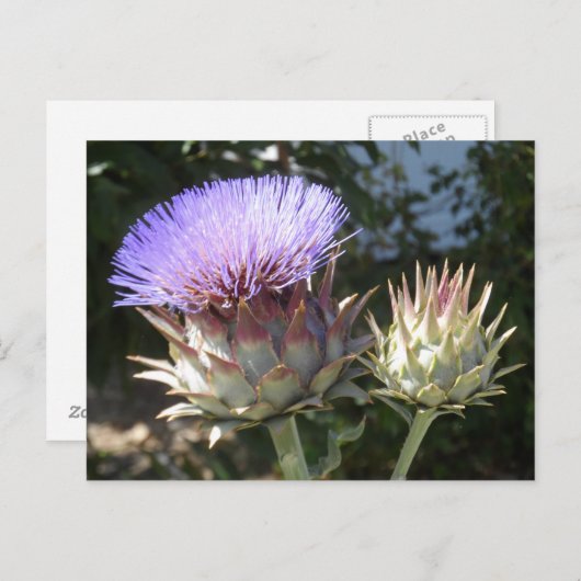Carte Postale Fleurs d'artichauts (Devant / Derrière)