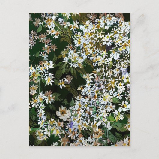 CARTE POSTALE FLEURS D'ASTER (Devant)