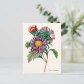 Carte Postale Fleurs d'aster chinoises (Debout devant)