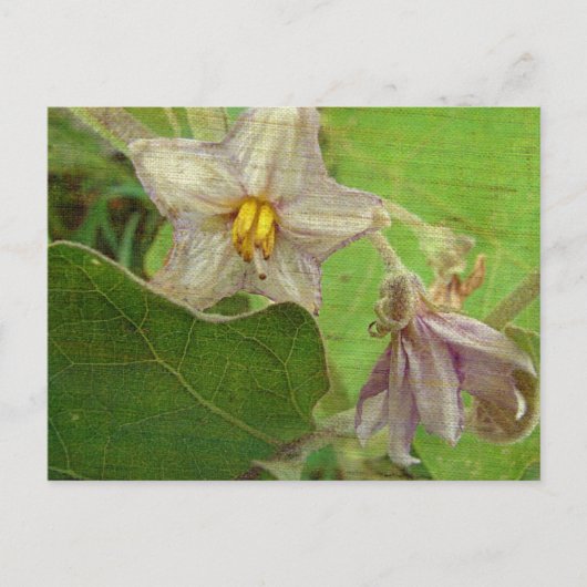 Carte Postale Fleurs d'aubergine (Devant)