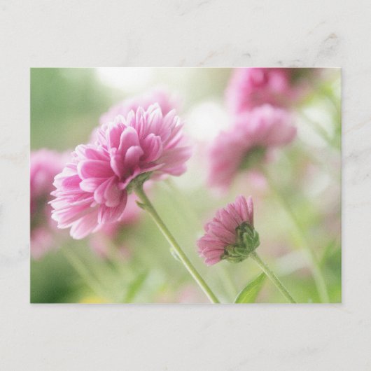 Carte Postale Fleurs d'automne (Devant)