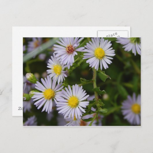 Carte Postale Fleurs d'automne (Devant / Derrière)