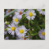 Carte Postale Fleurs d'automne (Devant)