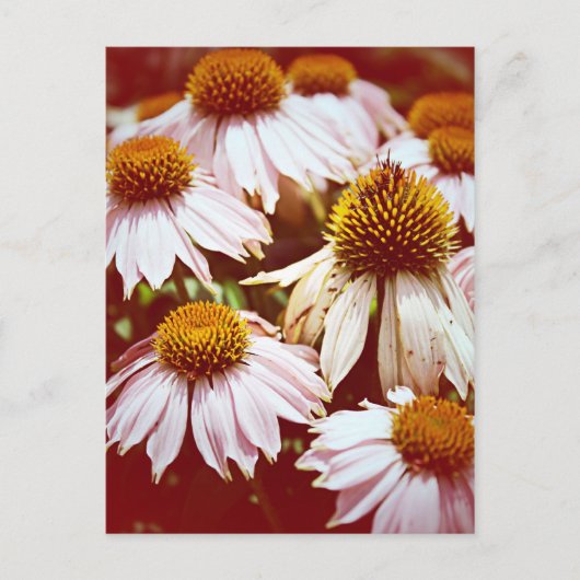 Carte Postale Fleurs d'automne (Devant)