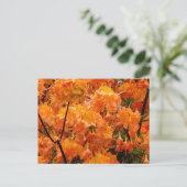 Carte Postale Fleurs d'Azalée Flamboyante (Debout devant)