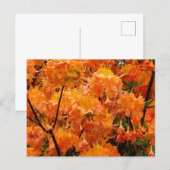 Carte Postale Fleurs d'Azalée Flamboyante (Devant / Derrière)