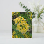 Carte Postale Fleurs d'azalée Rhododendron jaune (Debout devant)