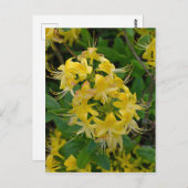 Carte Postale Fleurs d'azalée Rhododendron jaune (Devant / Derrière)