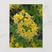 Carte Postale Fleurs d'azalée Rhododendron jaune (Devant)