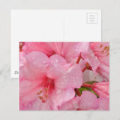 Carte Postale fleurs d'azalée rose (Devant / Derrière)