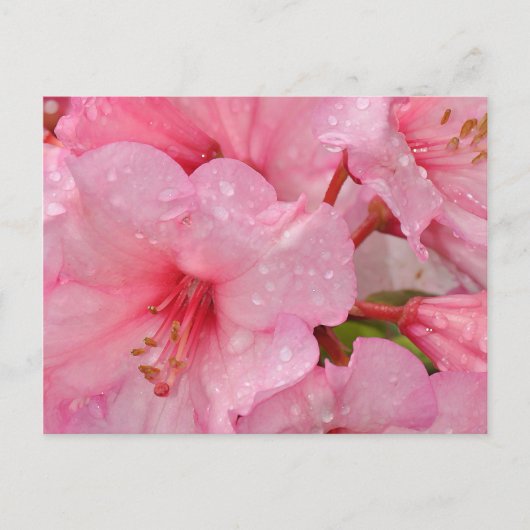 Carte Postale fleurs d'azalée rose (Devant)