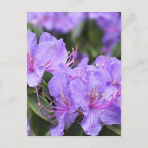Carte Postale fleurs d'azalée violette 杜 花 鹃