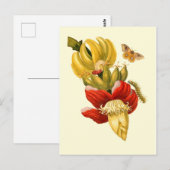 Carte Postale Fleurs de bananiers Impression botanique Vintage (Devant / Derrière)