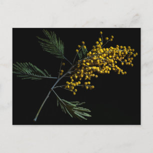 Carte Postale Fleurs de bataille d'argent